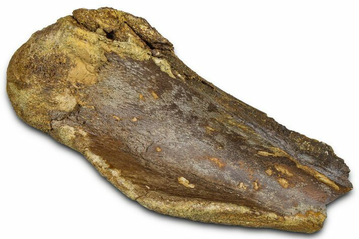 Fossil Dinosaur Appendage Bone Section - Wyoming #370980